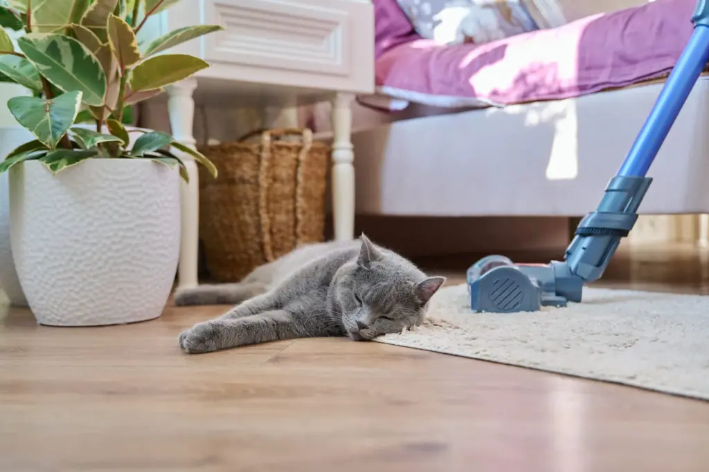 Pet-Friendly Cleaning Services